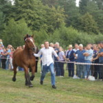 Pokazy koni Pokazy koni