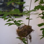 Baśniowy Las Baśniowy Las